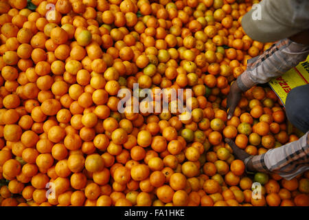 Katmandou, Népal. 18Th Oct, 2015. Un vendeur rassemble des oranges au marché de fruits et légumes dans de Kalimati, Katmandou, Népal le Dimanche, Décembre 20, 2015. Le prix des oranges ont augmenté en raison de stock limité que les tensions actuelles entre les blocages frontaliers entre dans sa quatrième mois. Photo/Skanda Skanda Gautam Gautam © ZUMA/wire/Alamy Live News Banque D'Images