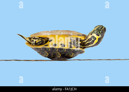 Pauvre petite tortue couchée sur le dos, symbole de la malchance ou de maladie Banque D'Images