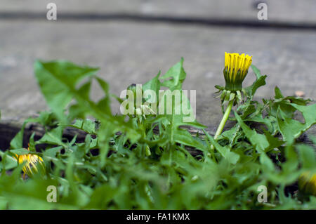 Fleurs de pissenlit et les feuilles avec un trottoir en béton d'une journée ensoleillée sur l'arrière-plan Banque D'Images