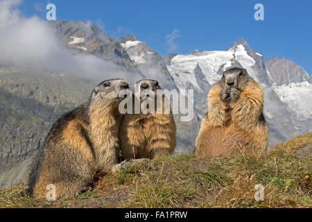 Marmotte alpine en face de Großglockner, Parc National du Haut Tauern, Carinthie, Autriche, Europe / Marmota marmota Banque D'Images