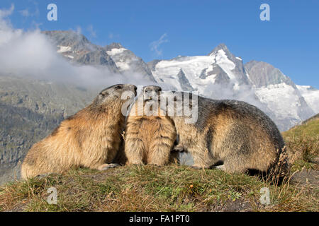 Marmotte alpine en face de Großglockner, Parc National du Haut Tauern, Carinthie, Autriche, Europe / Marmota marmota Banque D'Images