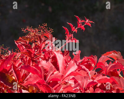 Parthenocissus quinquefolia, vigne, rouge intense couleurs d'automne Banque D'Images