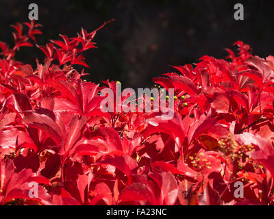 Parthenocissus quinquefolia, vigne, rouge intense couleurs d'automne Banque D'Images