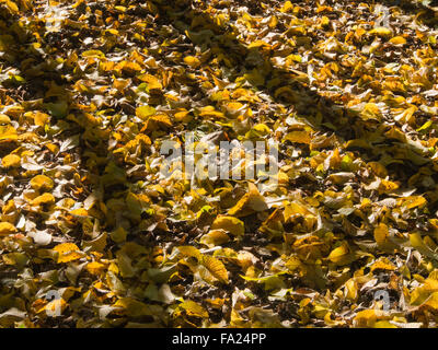 De longues ombres diagonales de minces troncs d'arbre qui tombe sur les feuilles d'automne jaune et marron sur le terrain Banque D'Images