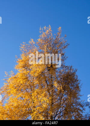 Le bouleau jaune contre un arbre automne bleu ciel, Oslo Norvège Banque D'Images