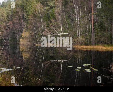 La fin de l'automne dans une forêt à Oslo en Norvège. Un petit lac, les reflets des arbres et des couleurs douces Banque D'Images