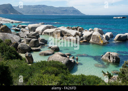 L'Afrique du Sud, Cape Town, Simon's Town, la plage de Boulders. Colonie de pingouins africains (Spheniscus demersus). Les touristes de la natation. Banque D'Images