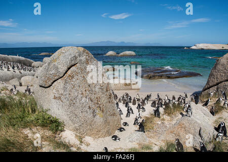 L'Afrique du Sud, Cape Town, Simon's Town, la plage de Boulders. Colonie de pingouins africains (Spheniscus demersus). Banque D'Images