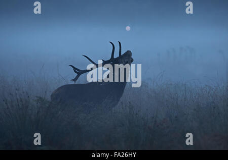 Red Deer stag à l'aube d'un matin brumeux Banque D'Images