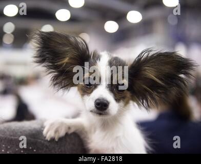 (151220) -- VILNIUS, le 20 décembre 2015 (Xinhua) -- Un chien est vu à une exposition canine internationale à Vilnius, en Lituanie, le 20 Déc., 2015. Une exposition canine internationale a lieu en Lituanie de la capitale Vilnius du 19 décembre jusqu'au 20 décembre, rassemblant plus de 1800 chiens de la Lituanie, la Finlande, la Russie, l'Allemagne, la Pologne et etc.(Xinhua/Pliadis Alfredas) Banque D'Images