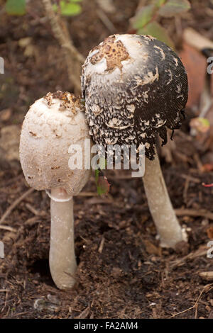 Close up de jeunes et vieux shaggy mane champignons ( également appelé la perruque de avocat champignons) poussent à l'état sauvage à côté d'un arbre par un côté ville Banque D'Images