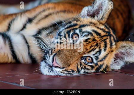 Close up d'un bébé tigre du Bengale en captivité Banque D'Images