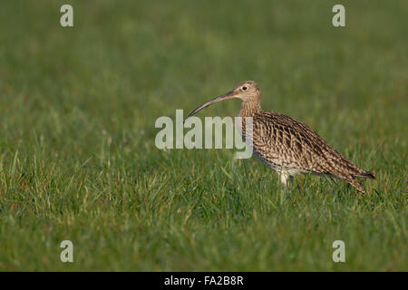 Rare Curlew eurasien / Grosser Brachvogel ( Numenius arquata ) se dresse dans un pré humide, faune, Europe. Banque D'Images