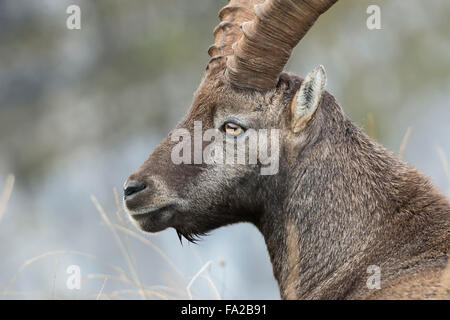 Close-up, tête portrait de Bouquetin des Alpes / Steinbock / Alpensteinbock ( Capra ibex ). Banque D'Images