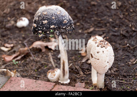 Close up de jeunes et vieux Shaggy Mane la perruque de champignons ( avocat) Champignons sauvages de plus en plus à côté d'un arbre par un trottoir de la ville Banque D'Images