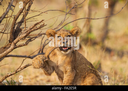 Lion (Panthera leo), ludique cub, mordre une brindille, Savuti, Chobe National Park, Botswana Banque D'Images