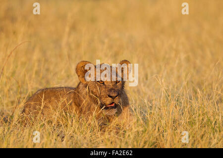 Lion (Panthera leo), Cub dans le soleil du matin, Savuti, Chobe National Park, Botswana Banque D'Images