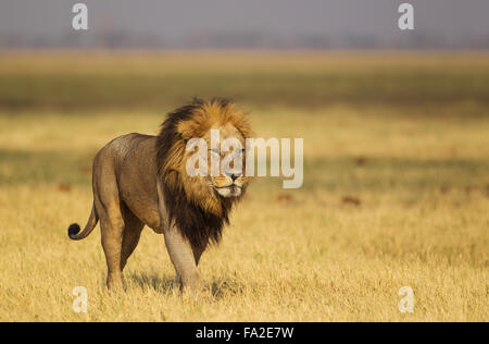 Lion (Panthera leo), plus âgé, marche, Savuti, Chobe National Park, Botswana Banque D'Images