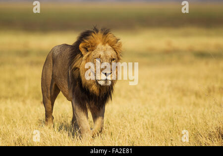 Lion (Panthera leo), plus âgé, marche, Savuti, Chobe National Park, Botswana Banque D'Images