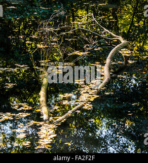 Fallen autumnal leaves dans une piscine avec un arbre tombé. Banque D'Images