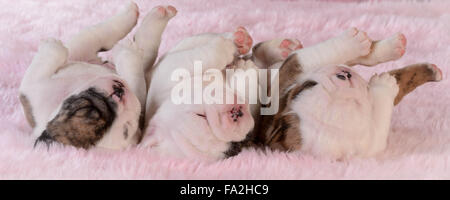 Chiots de couchage - trois Chiots bulldog dans une rangée sur fond rose - 3 semaines Banque D'Images