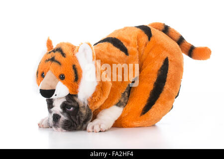 Chiot bouledogue portant costume tigre sur fond blanc Banque D'Images