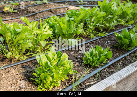 Épinards, laitue, oignons & squash croissant dans un jardin avec lit l'irrigation goutte-à-goutte dans le printemps à Issaquah, Washington, USA Banque D'Images