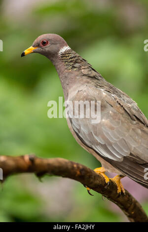 Band-tailed Pigeon perché sur une branche morte à Issaquah, Washington, USA Banque D'Images