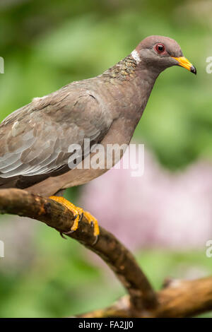 Band-tailed Pigeon perché sur une branche morte, avec un lilac bush dans l'arrière-plan, à Issaquah, Washington, USA Banque D'Images