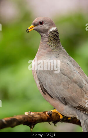 Band-tailed Pigeon perché sur une branche morte, avec un lilac bush dans l'arrière-plan, à Issaquah, Washington, USA Banque D'Images