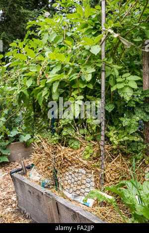 Plant de pomme de terre de plus en plus d'un jardin avec lit à sa base de paille, entourée de fil du poulet dans un jardin à Issaquah, WA Banque D'Images