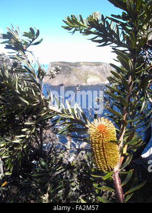 Floraison de Banksia le long de la piste, avec trois caps Tasman Island dans l'arrière-plan, le pilier, péninsule de Tasman National Park Banque D'Images