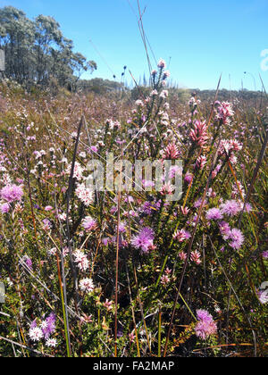 Les fleurs de printemps dans buttongrass swamp le long de la piste, trois caps Cap pilier, péninsule de Tasman, Tasmanie, Australie Banque D'Images