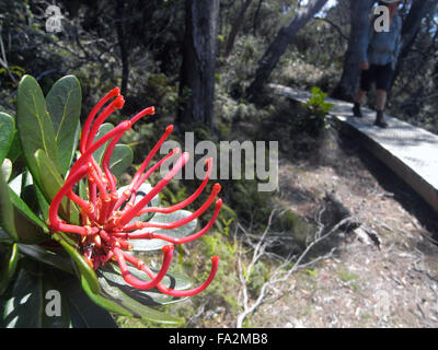 Bushwalker waratah de Tasmanie de passage (Telopea truncata) floraison à côté de trois caps Track, péninsule de Tasman, Tasmanie, Austral Banque D'Images