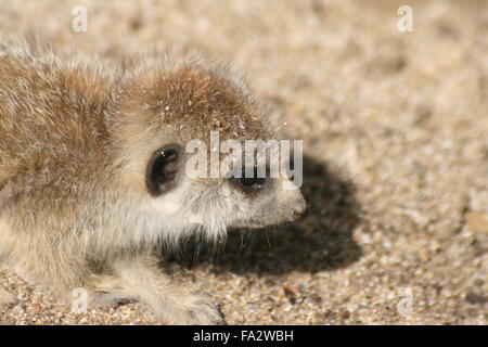 Portrait d'un petit meerkat Banque D'Images