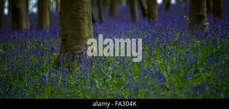 Jacinthes dans un bois, Boxford, West Berkshire, Royaume-Uni Banque D'Images