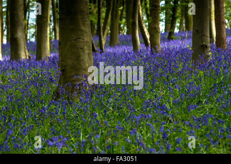 Jacinthes dans un bois, Boxford, West Berkshire, Royaume-Uni Banque D'Images