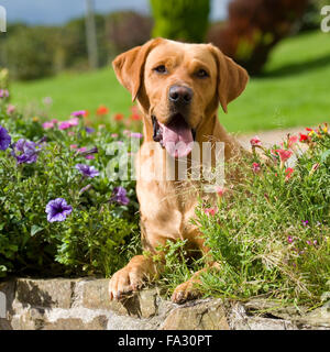 Labrador retriever, jaune Banque D'Images