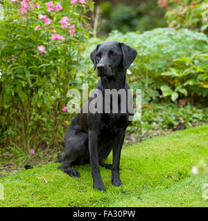Labrador retriever, noir, l'été Banque D'Images