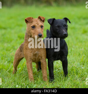 Et patterdale terrier lakeland Banque D'Images