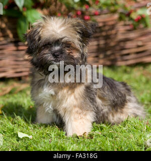 chiot Shih tzu Banque D'Images