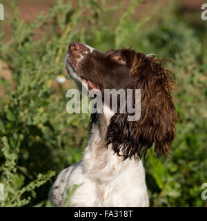 English springer spaniel l'écoute de propriétaire Banque D'Images