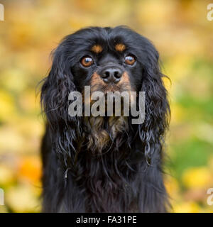 Cavalier King Charles Spaniel, noir et feu Banque D'Images