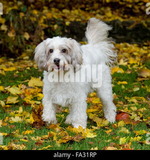 Cockapoo dog Banque D'Images