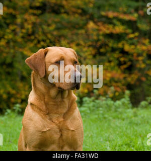 Red Fox-labrador Banque D'Images