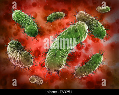 Groupe de bactéries verte dans le sang sous microscope Banque D'Images
