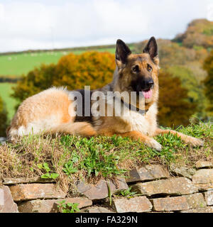 Berger Allemand Banque D'Images