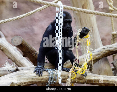 Prague, République tchèque. 18Th Oct, 2015. Jeune mâle Gorille de plaine de l'Ouest célèbre son troisième anniversaire Nuru au zoo de Prague, dimanche, 20 décembre 2015. Photo : CTK/Vondrous Romain Photo/Alamy Live News Banque D'Images