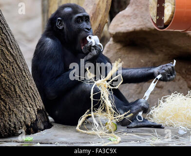 Prague, République tchèque. 18Th Oct, 2015. Jeune mâle Gorille de plaine de l'Ouest célèbre son troisième anniversaire Nuru au zoo de Prague, dimanche, 20 décembre 2015. Photo : CTK/Vondrous Romain Photo/Alamy Live News Banque D'Images