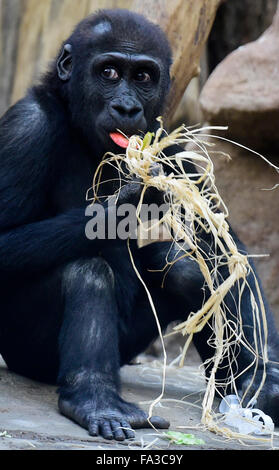 Prague, République tchèque. 18Th Oct, 2015. Jeune mâle Gorille de plaine de l'Ouest célèbre son troisième anniversaire Nuru au zoo de Prague, dimanche, 20 décembre 2015. Photo : CTK/Vondrous Romain Photo/Alamy Live News Banque D'Images